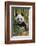 China, Chengdu, Chengdu Panda Base. Close-Up of Young Giant Panda-Jaynes Gallery-Framed Photographic Print