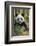 China, Chengdu, Chengdu Panda Base. Close-Up of Young Giant Panda-Jaynes Gallery-Framed Photographic Print