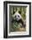 China, Chengdu, Chengdu Panda Base. Close-Up of Young Giant Panda-Jaynes Gallery-Framed Photographic Print