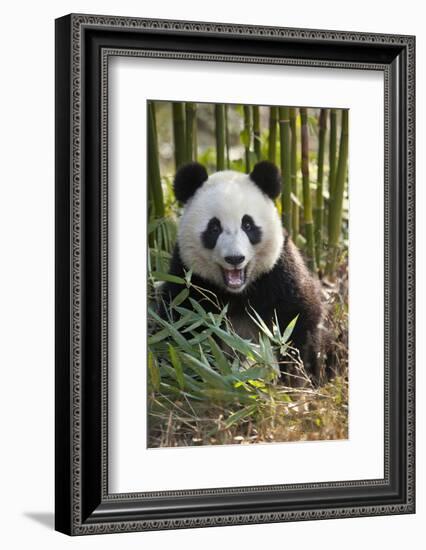 China, Chengdu, Chengdu Panda Base. Close-Up of Young Giant Panda-Jaynes Gallery-Framed Photographic Print