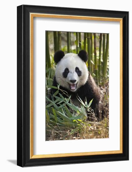 China, Chengdu, Chengdu Panda Base. Close-Up of Young Giant Panda-Jaynes Gallery-Framed Photographic Print