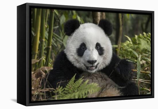 China, Chengdu, Chengdu Panda Base. Portrait of Young Giant Panda-Jaynes Gallery-Framed Premier Image Canvas