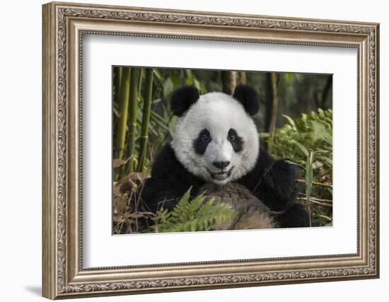 China, Chengdu, Chengdu Panda Base. Portrait of Young Giant Panda-Jaynes Gallery-Framed Photographic Print