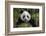 China, Chengdu, Chengdu Panda Base. Portrait of Young Giant Panda-Jaynes Gallery-Framed Photographic Print