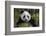 China, Chengdu, Chengdu Panda Base. Portrait of Young Giant Panda-Jaynes Gallery-Framed Photographic Print