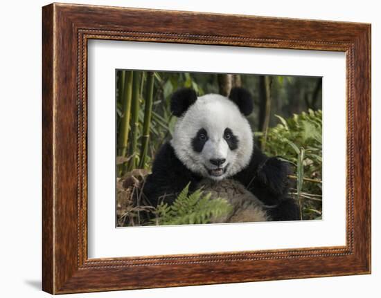 China, Chengdu, Chengdu Panda Base. Portrait of Young Giant Panda-Jaynes Gallery-Framed Photographic Print