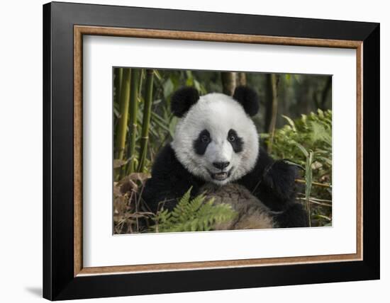 China, Chengdu, Chengdu Panda Base. Portrait of Young Giant Panda-Jaynes Gallery-Framed Photographic Print