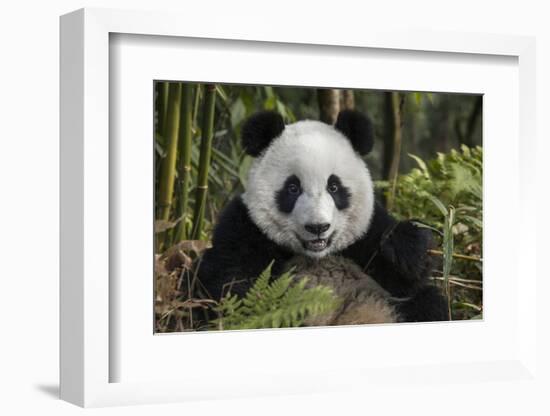 China, Chengdu, Chengdu Panda Base. Portrait of Young Giant Panda-Jaynes Gallery-Framed Photographic Print