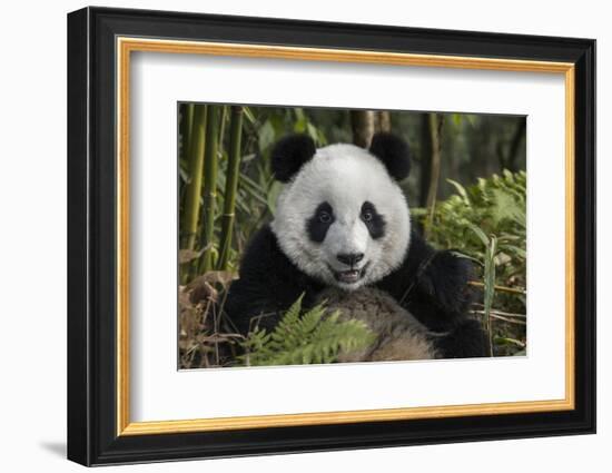 China, Chengdu, Chengdu Panda Base. Portrait of Young Giant Panda-Jaynes Gallery-Framed Photographic Print