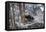 China, Chengdu Panda Base. Baby Giant Panda in Snowfall-Jaynes Gallery-Framed Premier Image Canvas