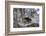 China, Chengdu Panda Base. Baby Giant Panda in Snowfall-Jaynes Gallery-Framed Photographic Print