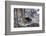 China, Chengdu Panda Base. Baby Giant Panda in Snowfall-Jaynes Gallery-Framed Photographic Print