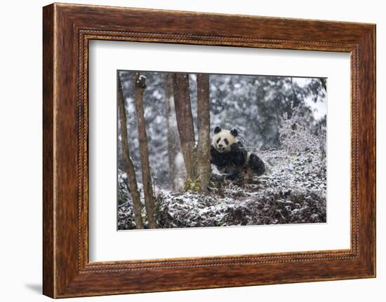 China, Chengdu Panda Base. Baby Giant Panda in Snowfall-Jaynes Gallery-Framed Photographic Print