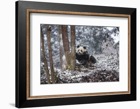 China, Chengdu Panda Base. Baby Giant Panda in Snowfall-Jaynes Gallery-Framed Photographic Print