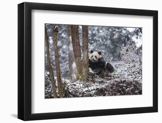 China, Chengdu Panda Base. Baby Giant Panda in Snowfall-Jaynes Gallery-Framed Photographic Print