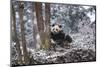 China, Chengdu Panda Base. Baby Giant Panda in Snowfall-Jaynes Gallery-Mounted Photographic Print