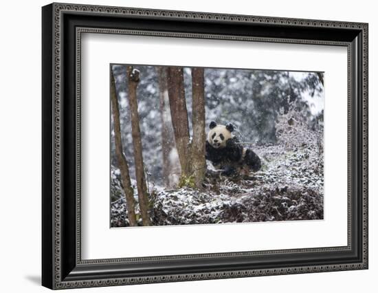 China, Chengdu Panda Base. Baby Giant Panda in Snowfall-Jaynes Gallery-Framed Photographic Print