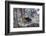 China, Chengdu Panda Base. Baby Giant Panda in Snowfall-Jaynes Gallery-Framed Photographic Print