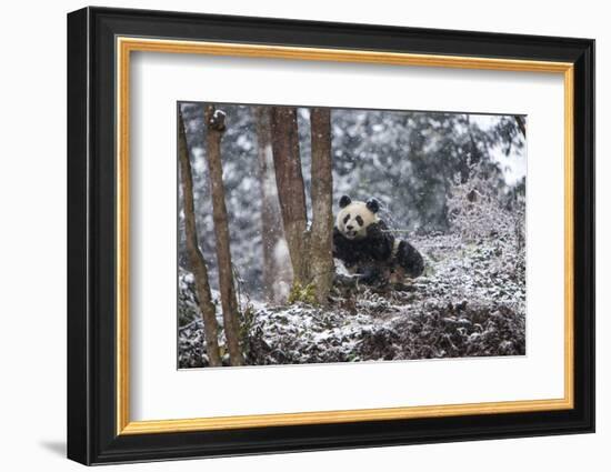 China, Chengdu Panda Base. Baby Giant Panda in Snowfall-Jaynes Gallery-Framed Photographic Print