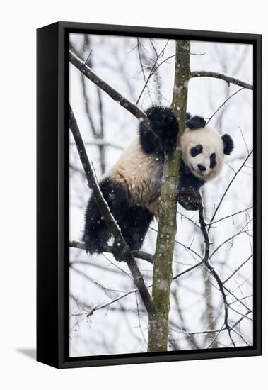China, Chengdu Panda Base. Baby Giant Panda in Tree-Jaynes Gallery-Framed Premier Image Canvas