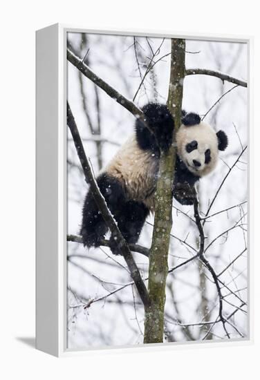 China, Chengdu Panda Base. Baby Giant Panda in Tree-Jaynes Gallery-Framed Premier Image Canvas