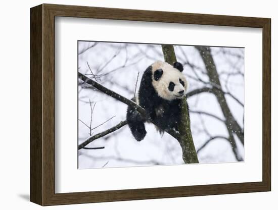 China, Chengdu Panda Base. Baby Giant Panda in Tree-Jaynes Gallery-Framed Photographic Print