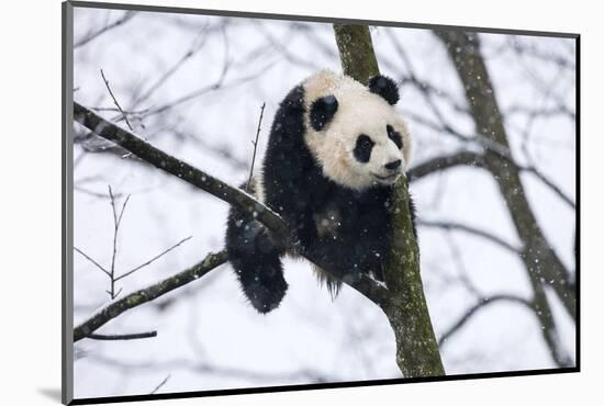 China, Chengdu Panda Base. Baby Giant Panda in Tree-Jaynes Gallery-Mounted Photographic Print