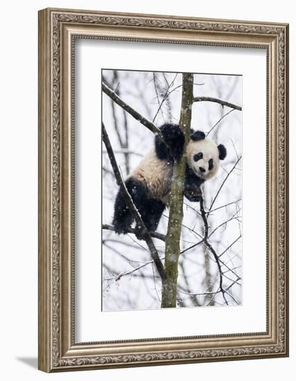 China, Chengdu Panda Base. Baby Giant Panda in Tree-Jaynes Gallery-Framed Photographic Print