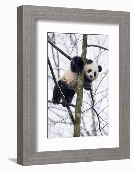 China, Chengdu Panda Base. Baby Giant Panda in Tree-Jaynes Gallery-Framed Photographic Print