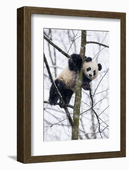 China, Chengdu Panda Base. Baby Giant Panda in Tree-Jaynes Gallery-Framed Photographic Print