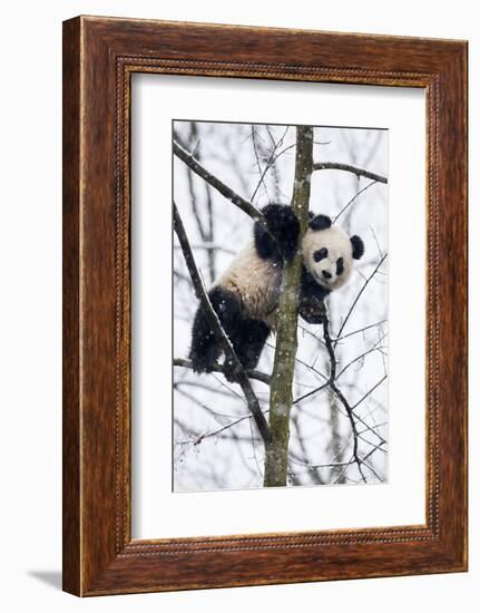 China, Chengdu Panda Base. Baby Giant Panda in Tree-Jaynes Gallery-Framed Photographic Print