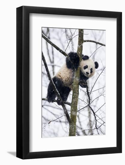 China, Chengdu Panda Base. Baby Giant Panda in Tree-Jaynes Gallery-Framed Photographic Print