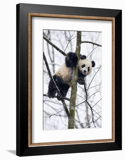 China, Chengdu Panda Base. Baby Giant Panda in Tree-Jaynes Gallery-Framed Photographic Print