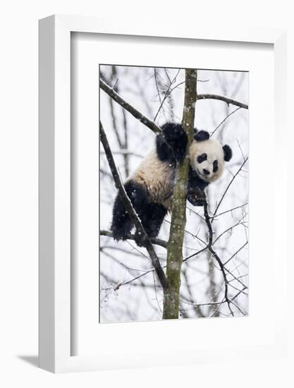 China, Chengdu Panda Base. Baby Giant Panda in Tree-Jaynes Gallery-Framed Photographic Print