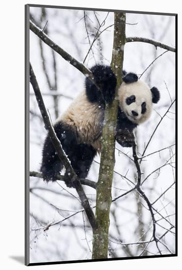 China, Chengdu Panda Base. Baby Giant Panda in Tree-Jaynes Gallery-Mounted Photographic Print