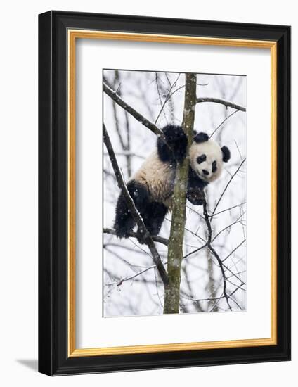 China, Chengdu Panda Base. Baby Giant Panda in Tree-Jaynes Gallery-Framed Photographic Print