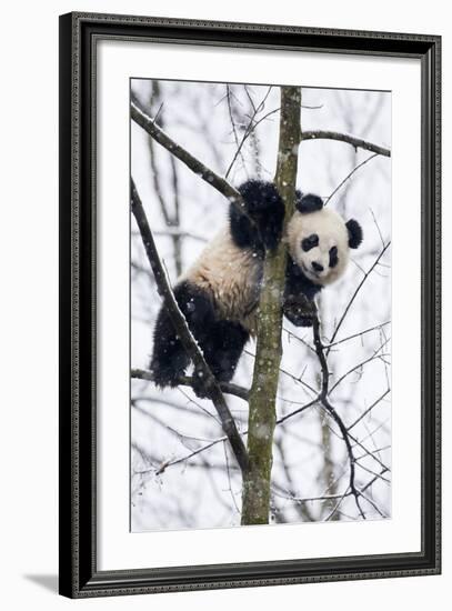 China, Chengdu Panda Base. Baby Giant Panda in Tree-Jaynes Gallery-Framed Photographic Print