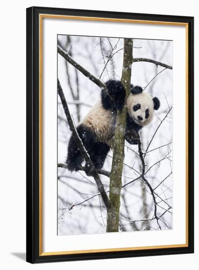 China, Chengdu Panda Base. Baby Giant Panda in Tree-Jaynes Gallery-Framed Photographic Print