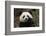 China, Chengdu Panda Base. Close-Up of Young Giant Panda-Jaynes Gallery-Framed Photographic Print