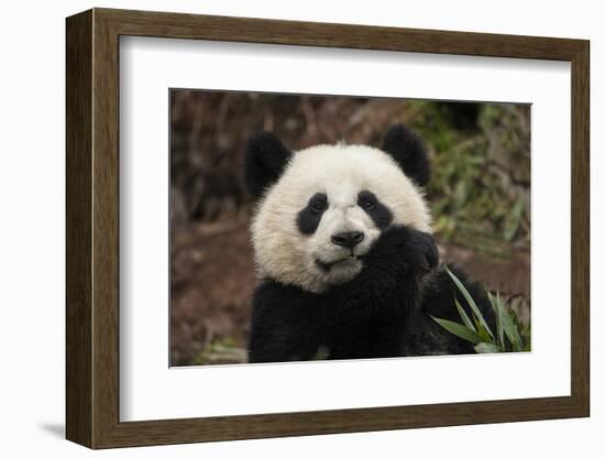 China, Chengdu Panda Base. Close-Up of Young Giant Panda-Jaynes Gallery-Framed Photographic Print