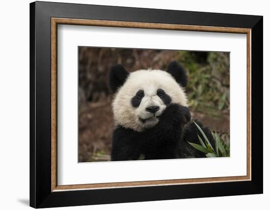 China, Chengdu Panda Base. Close-Up of Young Giant Panda-Jaynes Gallery-Framed Photographic Print