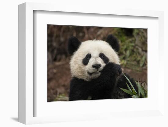 China, Chengdu Panda Base. Close-Up of Young Giant Panda-Jaynes Gallery-Framed Photographic Print