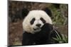 China, Chengdu Panda Base. Close-Up of Young Giant Panda-Jaynes Gallery-Mounted Photographic Print