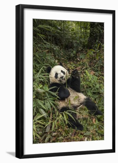 China, Chengdu Panda Base. Young Giant Panda Eating-Jaynes Gallery-Framed Photographic Print