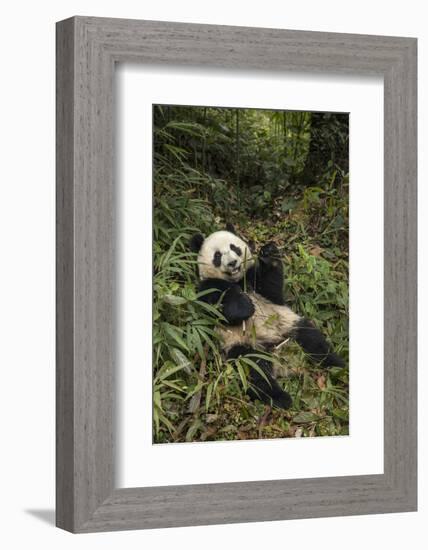 China, Chengdu Panda Base. Young Giant Panda Eating-Jaynes Gallery-Framed Photographic Print