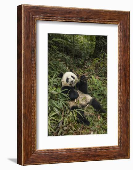 China, Chengdu Panda Base. Young Giant Panda Eating-Jaynes Gallery-Framed Photographic Print