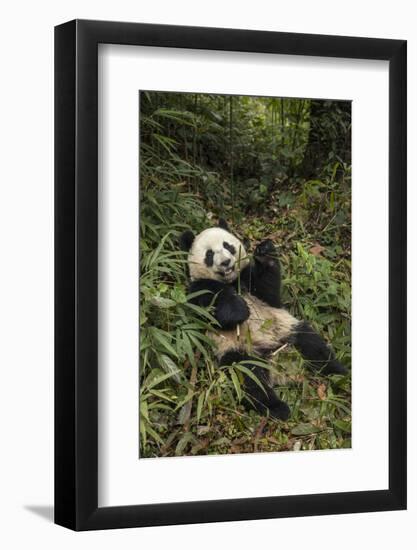 China, Chengdu Panda Base. Young Giant Panda Eating-Jaynes Gallery-Framed Photographic Print