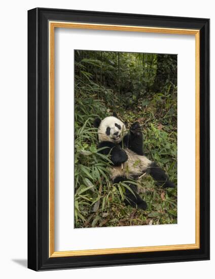 China, Chengdu Panda Base. Young Giant Panda Eating-Jaynes Gallery-Framed Photographic Print