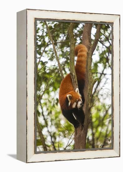 China, Chengdu, Wolong National Natural Reserve. Lesser Panda in Tree-Jaynes Gallery-Framed Premier Image Canvas