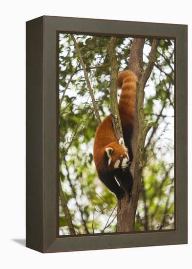 China, Chengdu, Wolong National Natural Reserve. Lesser Panda in Tree-Jaynes Gallery-Framed Premier Image Canvas